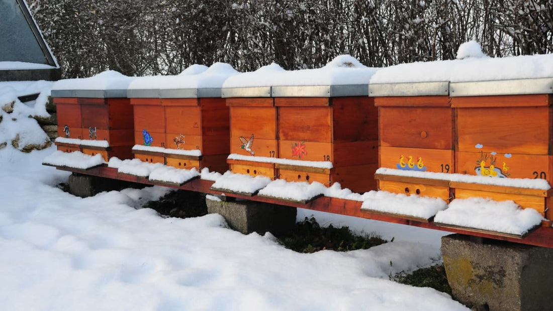 Staying Busy Beekeeping During Winter