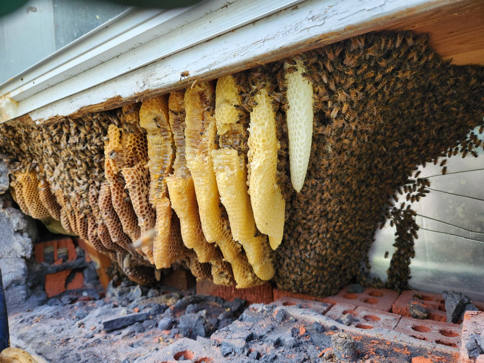 Load video: Video showing a brick honeybee removal process. Beekeepers carefully remove bricks to access honeycomb and bees inside a structure, ensuring safe relocation to an apiary.